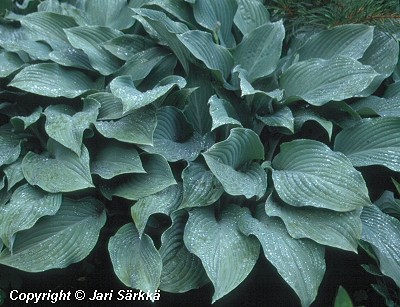  Hosta Tarhafunkia-Ryhm 'Krossa Regal'